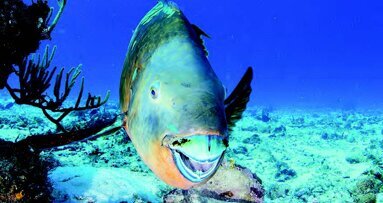 Έρευνα σε δόντια παπαγαλόψαρων - Μπορεί να σημάνουν μια νέα εποχή στην ανάπτυξη βιοϋλικών