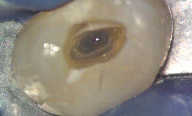 Visuelle Kontrolle der Kanalreinigung: Hypochlorit reagiert mit organischen Resten und bildet Bläschen. © Matthias Zehnder