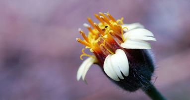 Индийска билка може да осигури нов начин за дефлуориране на питейната вода