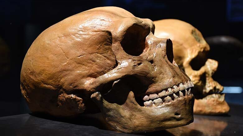Research on fossilised teeth redefines human and Neanderthal history