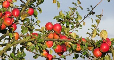 Fruit schadelijker dan koolzuurhoudende dranken