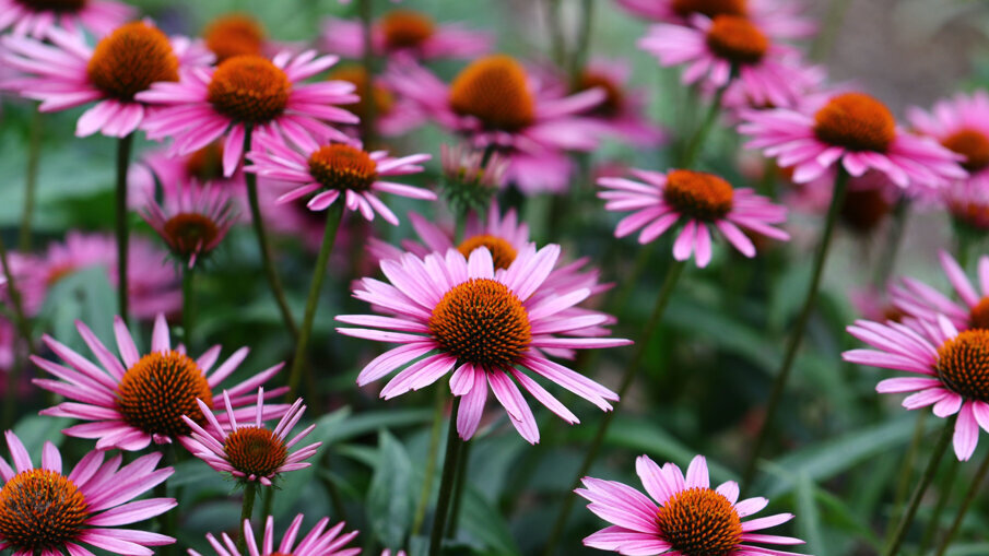 L’Echinacea angustifolia