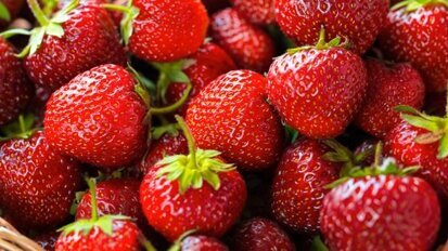 Nova pesquisa explora efeito de morangos na terapia de câncer oral