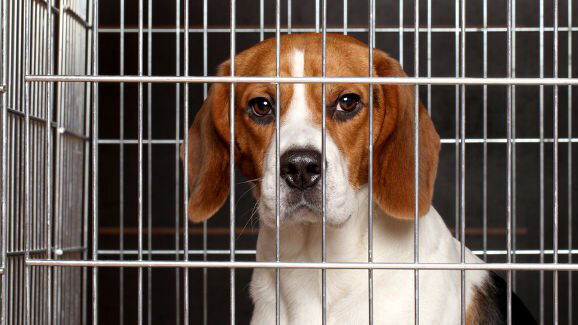 Honden onnodig gebruikt voor dentale experimenten