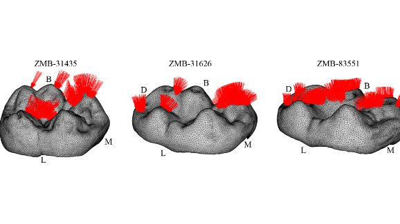 Учени разкриват функционалната биомеханика на зъбните характеристики и абразиото
