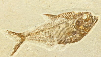 Von der Schuppe zum Zahnschmelz?