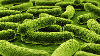 Resistente Tuberkulosebakterien auf dem Vormarsch Resistente Tuberkulosebakterien auf dem Vormarsch