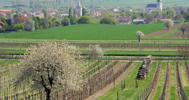Frühjahrssymposium zur Kieferorthopädie