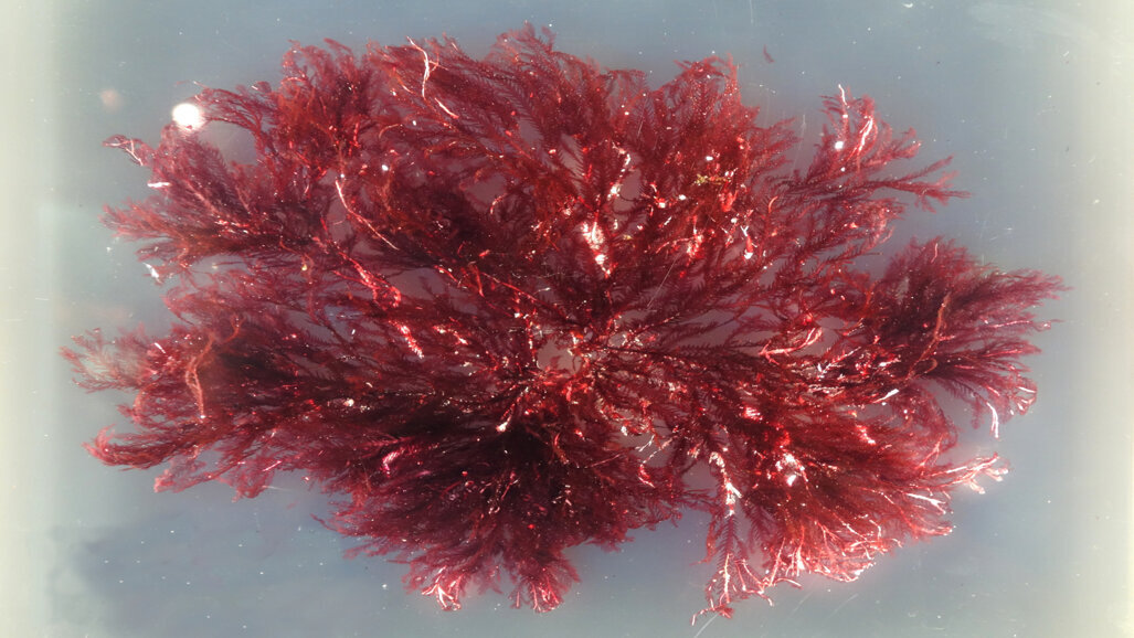 3D-printable materials powered by Remora technology gain regulatory clearance in North America and Canada