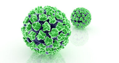 Kopf-Hals-Tumore: Papillomavirus begünstigt Heilung