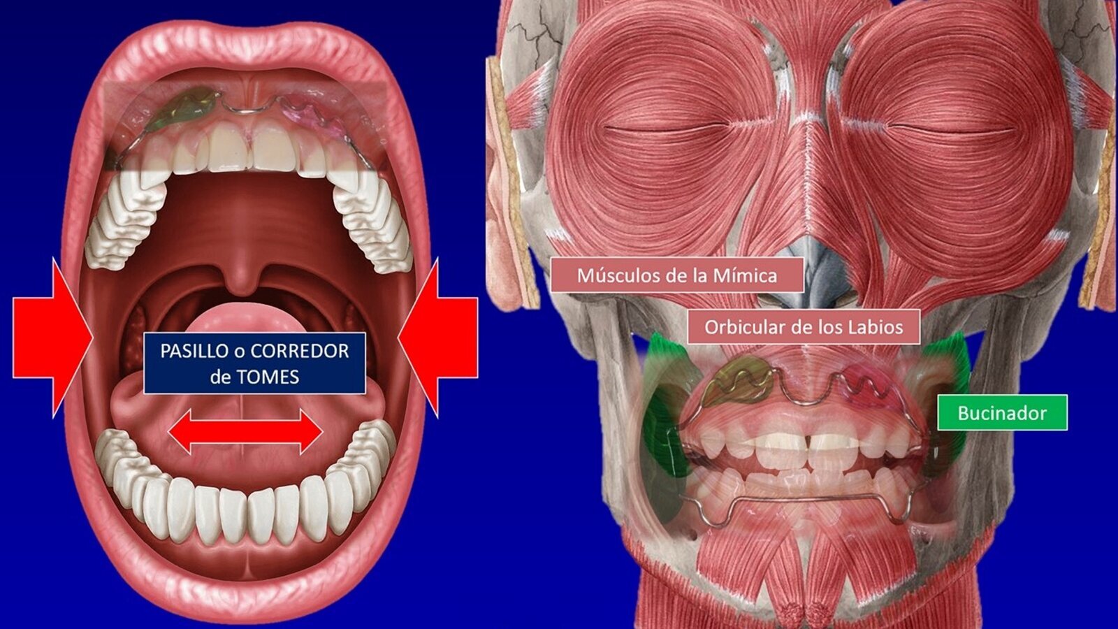 Los retos de la formación en Ortodoncia