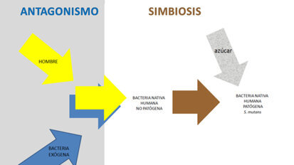 Caries dental, metabolismo bacteriano y dinámica microbiológica