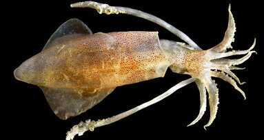 Un nouveau matériau bio-sourcé issu des dents de calmars