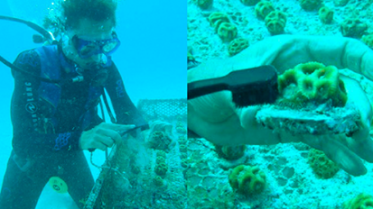 Restoring the coral reef with CURAPROX Restoring the coral reef with CURAPROX