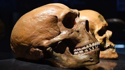 Research on fossilised teeth redefines human and Neanderthal history Research on fossilised teeth redefines human and Neanderthal history