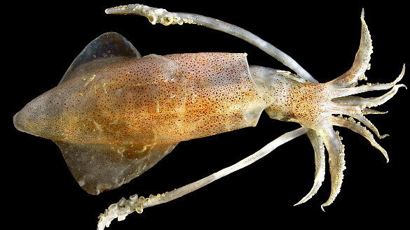 Un nouveau matériau bio-sourcé issu des dents de calmars