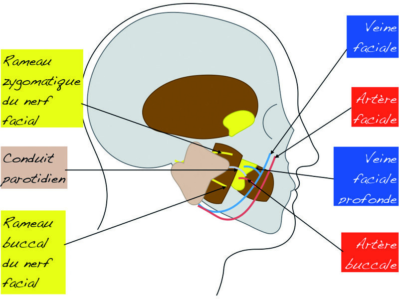 Fig. 5 : Relation du corps adipeux de la joue avec les vaisseaux et les nerfs.