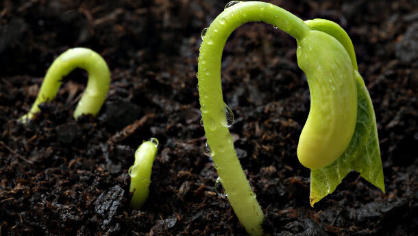 Les graines germées sont à l'origine des infections par Escherichia coli entéro hémorragique (ECEH)