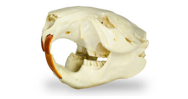 Struktur von Biberzähnen gibt Rückschlüsse für Prophylaxe