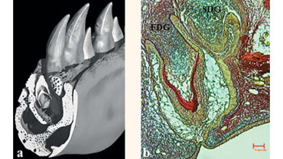 ADF 2016 - conférence B34 : Les lauréats de l’IFRO