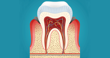 Deutsche Zahnärztin führend bei Zahnpulpa-Forschung