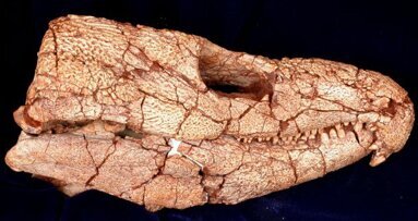 Wissenschaftler erforschen ältesten Zahnschmerz der Welt