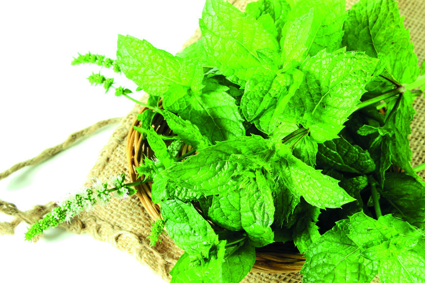 Monthe poivrée (Photo : Shutttersock/Govindji)