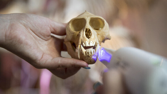 Los escáneres de Planmeca y la investigación de fósiles