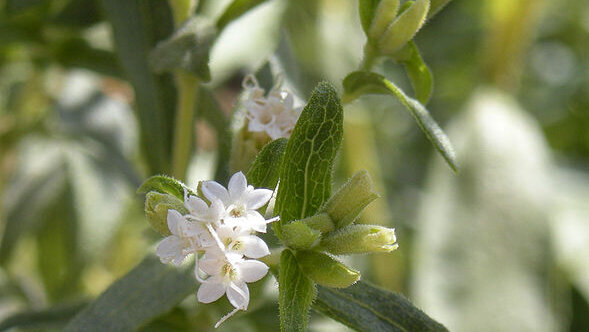 Stomatolozi navode da stevija može narušiti oralno zdravlje