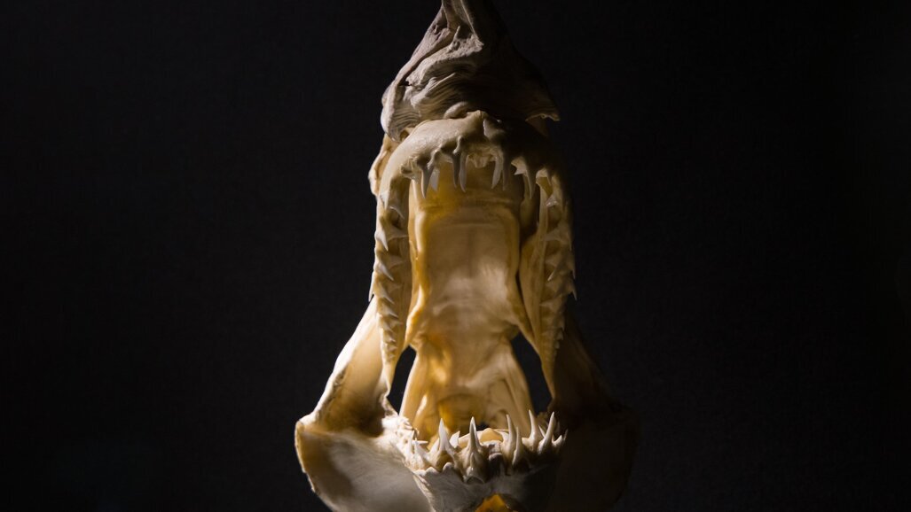 Prehistorik ve İlkçağlarda Fosil Dişler ve Diş Tedavilerine Genel Bir Bakış