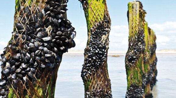 Muschelproteine für die Implantatmedizin