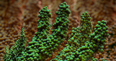 Researchers using 3D-printing technology to create biofilms