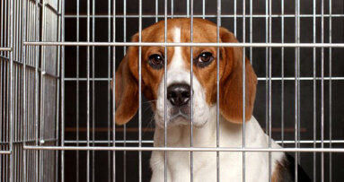 Honden onnodig gebruikt voor dentale experimenten