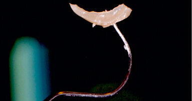 New materials for a classic indication