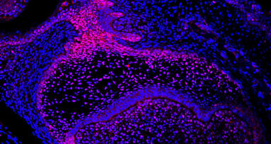 Vědci zkoumají regenerativní potenciál zubů myší