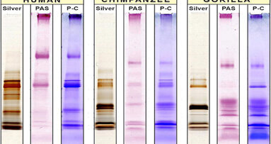 New research shows saliva could be key to understanding human evolution
