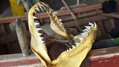 Härte- und Kariesbeständig: Der Zahnschmelz der Haie Härte- und Kariesbeständig: Der Zahnschmelz der Haie