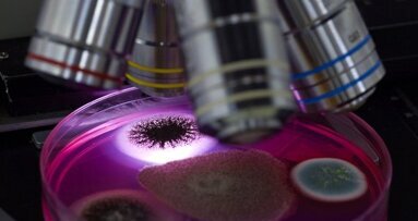 Auf der Suche nach der EHEC-Quelle