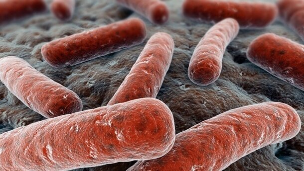 Noua tulpina de gripa