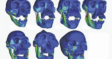 Kräftiger Biss der Vorfahren