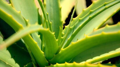 Aloes dobry dla zębów