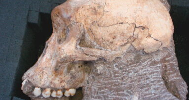 Dental examination of fossils identifies close relative of humans