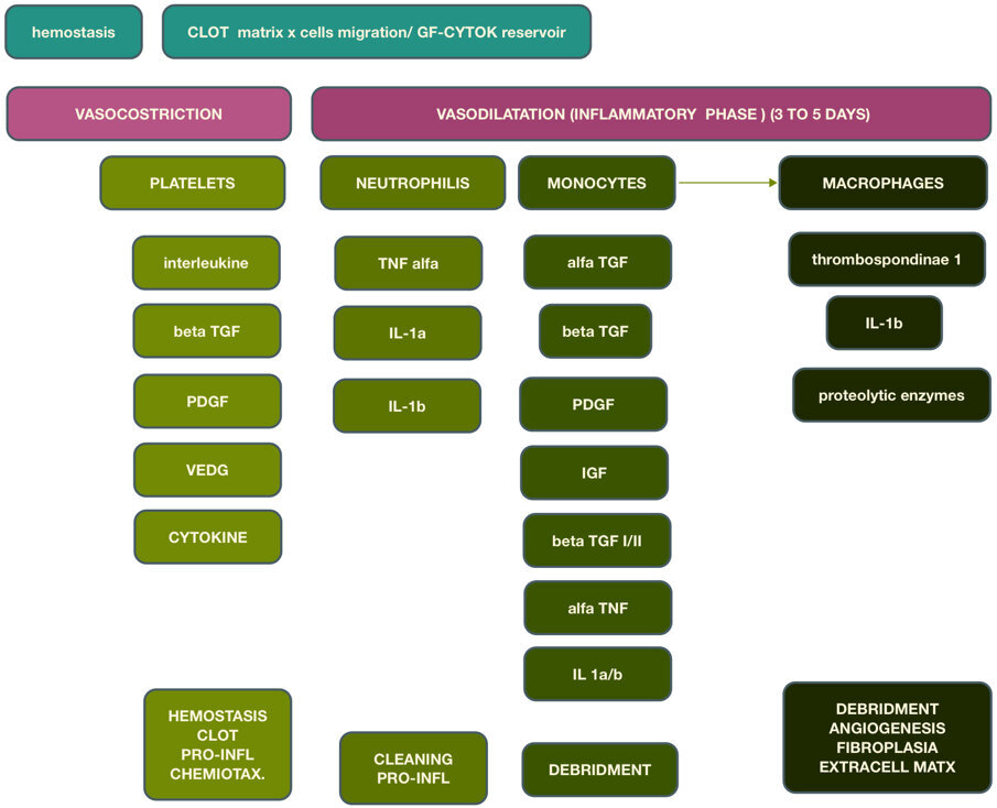 Fig. 4 - Guarigione delle ferite: fase infiammatoria (Shutterstock).