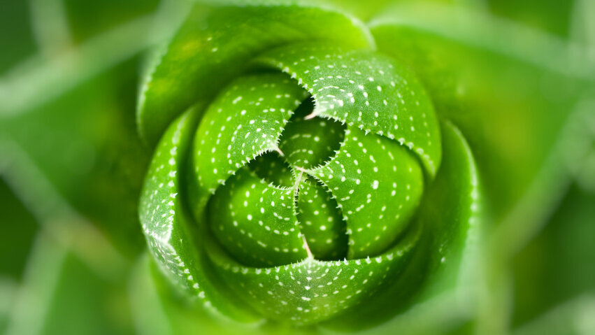 Dentifrices bio vs dentifrices classiques : 1 – 0