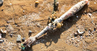 L'histoire des brosses à dents en plastique et comment elles polluent notre planète