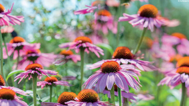Un remède pour les verrues gênantes et la maladie parodontale