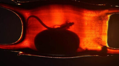 Ancient fish scales and vertebrate teeth share an embryonic origin