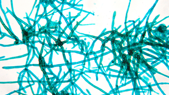 Quasi un romanzo l’inseguimento della spora