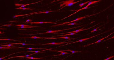 Des cellules non-vieillissantes de la muqueuse buccale peuvent être importantes pour la recherche sur les cellules souches