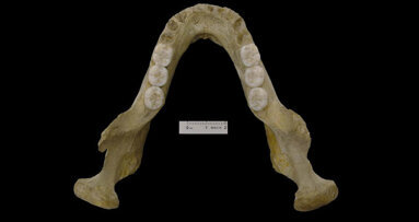 Un fossile de mandibule met en exergue la complexité de l'origine de l’homme de Néandertal